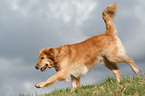 rennender Golden Retriever