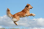 springender Golden Retriever