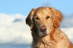 Golden Retriever Portrait