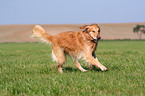 rennender Golden Retriever