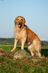 stehender Golden Retriever