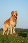 stehender Golden Retriever