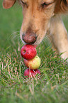 Golden Retriever schnuppert an pfeln