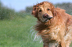 schttelnder Golden Retriever