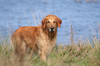 badender Golden Retriever