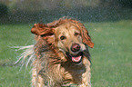 sich schttelnder Golden Retriever