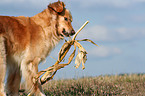 spielender Golden Retriever