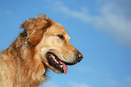 Golden Retriever Portrait