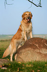 stehender Golden Retriever