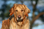 Golden Retriever Portrait