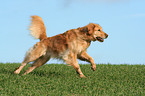 rennender Golden Retriever