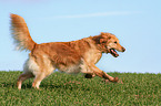 rennender Golden Retriever