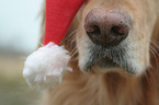 Golden Retriever Schnauze