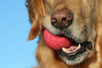 Golden Retriever Schnauze