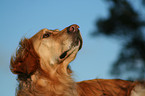 Golden Retriever Portrait