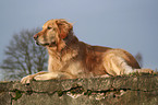 liegender Golden Retriever