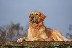 liegender Golden Retriever