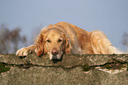 liegender Golden Retriever