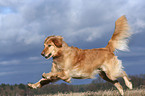 rennender Golden Retriever