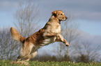 rennender Golden Retriever