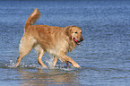 rennender Golden Retriever