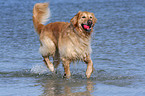 Golden Retriever im Wasser