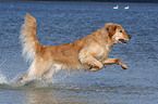 rennender Golden Retriever