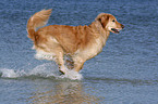 rennender Golden Retriever