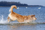 rennender Golden Retriever