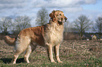 stehender Golden Retriever