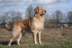 stehender Golden Retriever