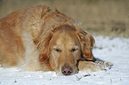 liegender Golden Retriever