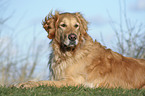 liegender Golden Retriever