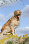 sitzender Golden Retriever