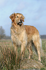 stehender Golden Retriever