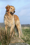 stehender Golden Retriever