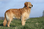 stehender Golden Retriever