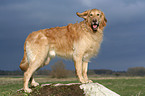 stehender Golden Retriever