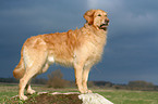 stehender Golden Retriever