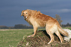 stehender Golden Retriever