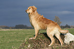 stehender Golden Retriever