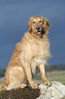 sitzender Golden Retriever