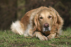 liegender Golden Retriever