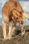 Golden Retriever