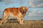 Golden Retriever