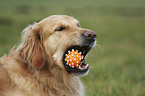 Golden Retriever Portrait