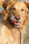 Golden Retriever Portrait