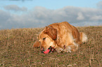 liegender Golden Retriever