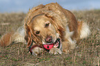 liegender Golden Retriever