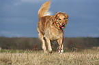 rennender Golden Retriever